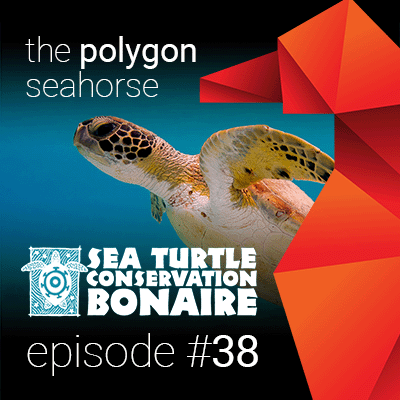 Sea Turtle Conservation Bonaire