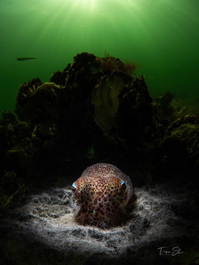 podcast over duiken met Tim Steenssens over onderwaterfotografie