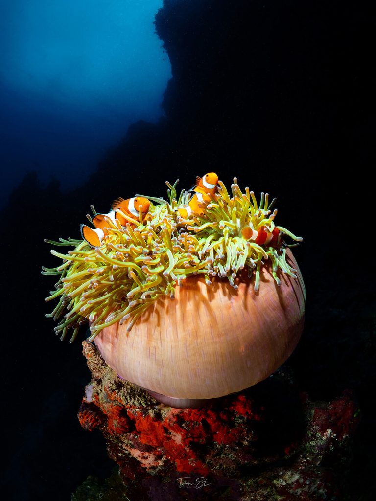 podcast over duiken met Tim Steenssens over onderwaterfotografie